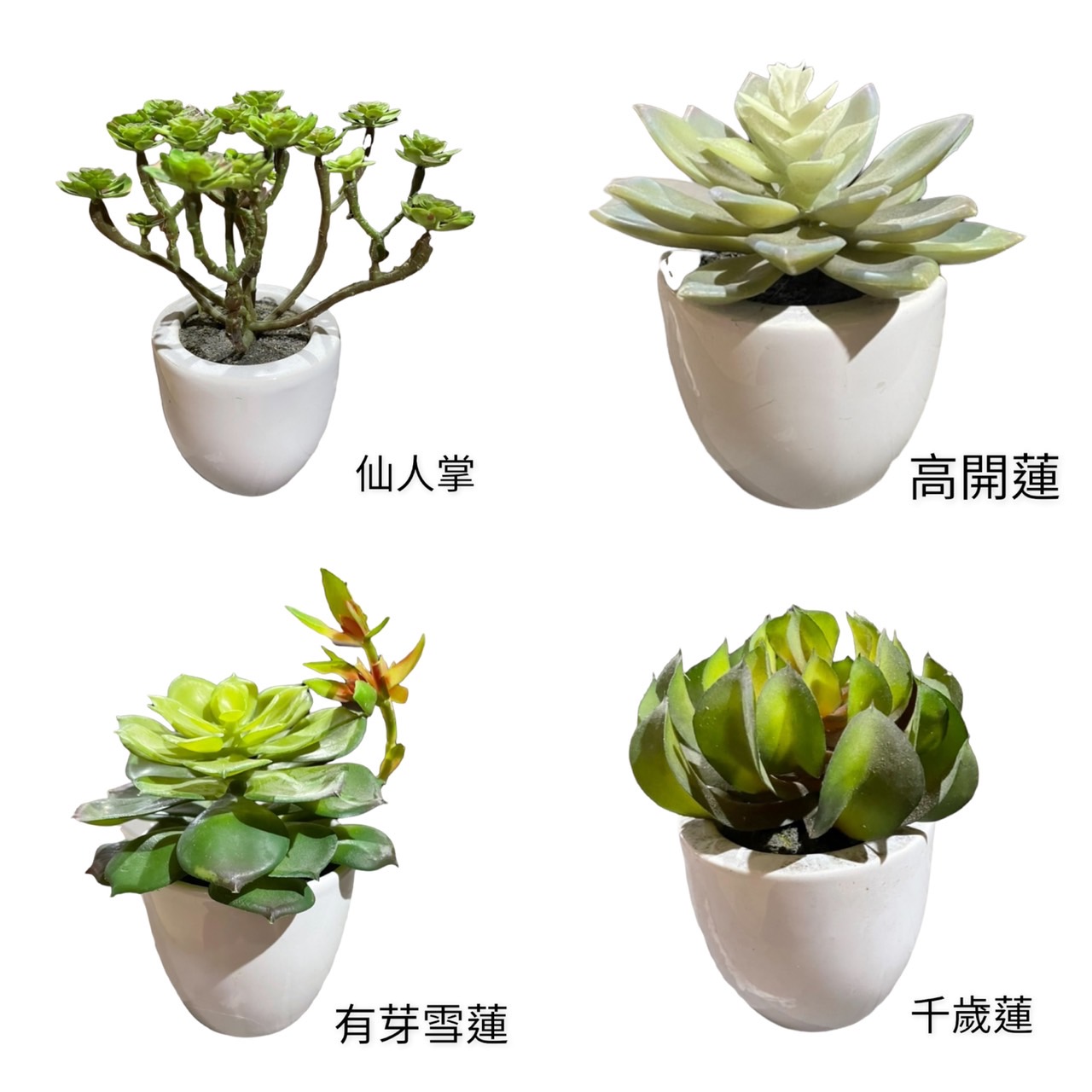 造景區.人造花.家飾品/人造盆花/人造傢飾-多肉盆栽系列